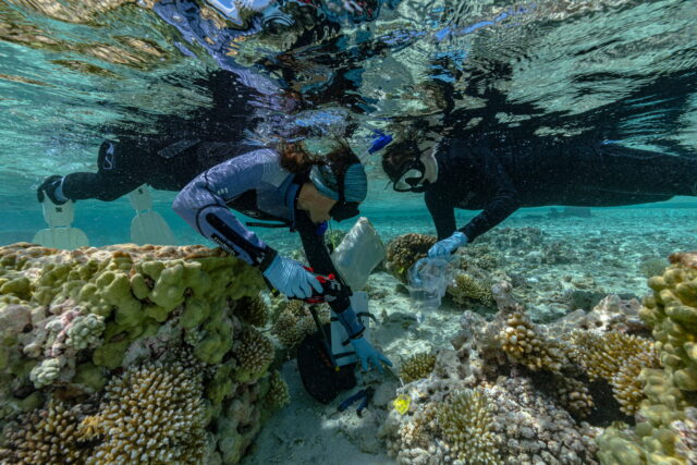 Divers at a coral atoll