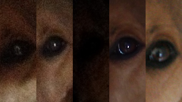 100 percent crop of dog images. From left to right: iPhone 4S, iPhone 4, Samsung Galaxy SII, Olympus XZ-1, Canon 20D.
