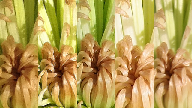 100 percent crop of flower images. From left to right: iPhone 4S, iPhone 4, Samsung Galaxy SII, Olympus XZ-1, Canon 20D.