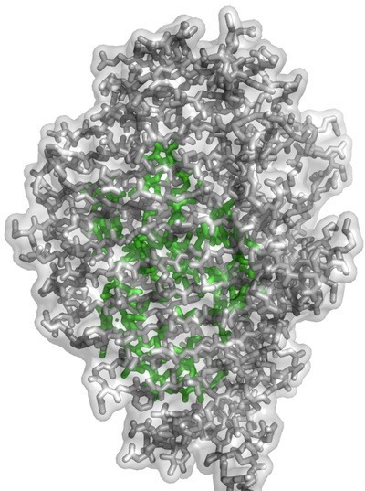 An antenna protein complex. The protein scaffolding is grey and chlorophyll molecules are green