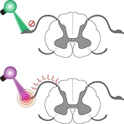 Light-switched local anaesthetic lets scientists turn pain nerves on ...