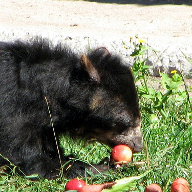 This spectacled bear is enjoying a meal of apples, in part thanks to a functional Tas1r2 receptor