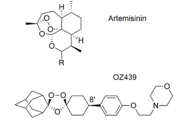 A shared peroxide bridge (O-O bond) creates the possibility of cross-resistance between artemisinin and OZ439.