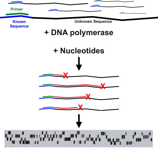 dna sequence