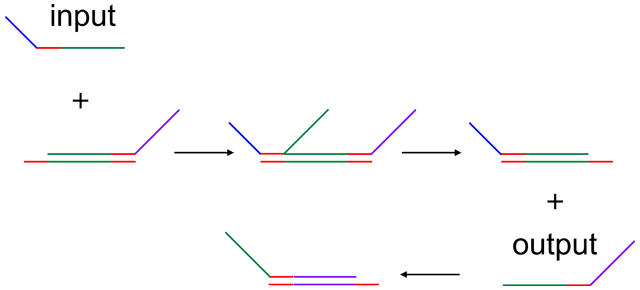 An input (top left) can be added to a DNA logic gate preloaded with an output. The input starts base-pairing with the gate and can eventually displace the output molecule (right). That output can then be used as input to a different gate (bottom).