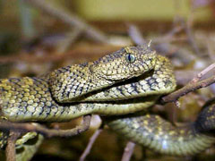 Atheris nitschei - Wikispecies