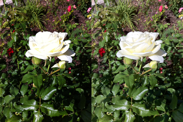 Subtle details like the shading of a white rose petal can get easily lost in harsh light. iOS 4.1's HDR feature can bring them back.