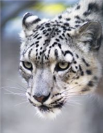 Mac OS X 10.6 code named Snow Leopard, may be pure Cocoa - Ars Technica