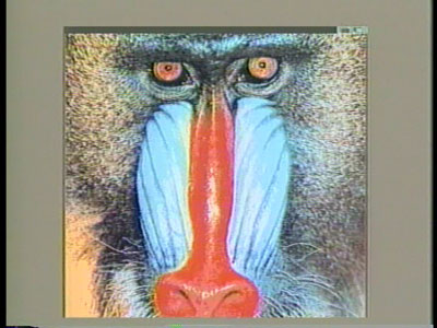 Baboon picture
