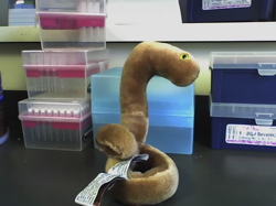 Ebola, a related filovirus, in the lab