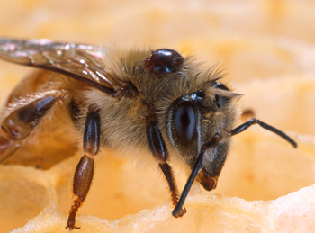 More data, less clarity in bee colony collapse - Ars Technica