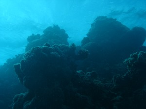 Coral from 20m below the surface.