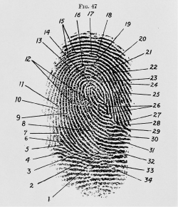 crime scene fingerprints