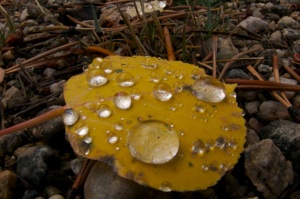 Water droplets on an aspen leaf