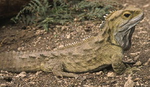 tuatara dinosaur