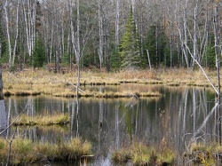 a wetland