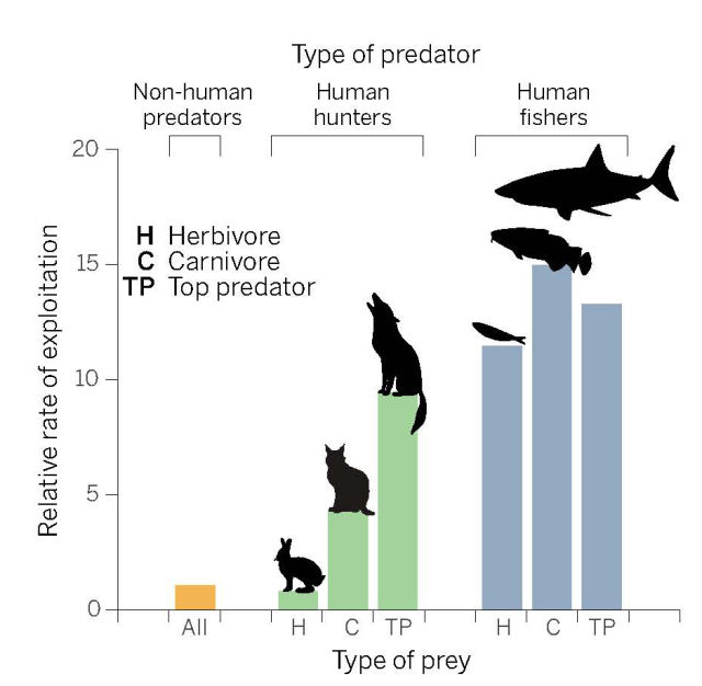 Humans exploit land and marine animals at much higher rates than other predators do.