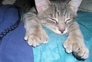 A polydactyl cat—i.e. a cat with more than the usual number of toes