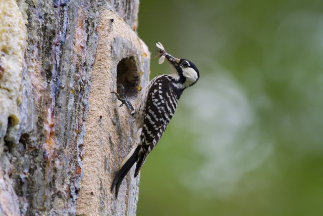 The red-cockaded woodpecker is one of many threatened species that live in these woods. 