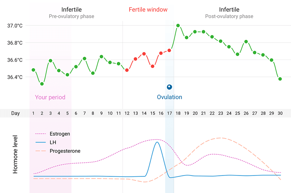 Woman Temperature Chart